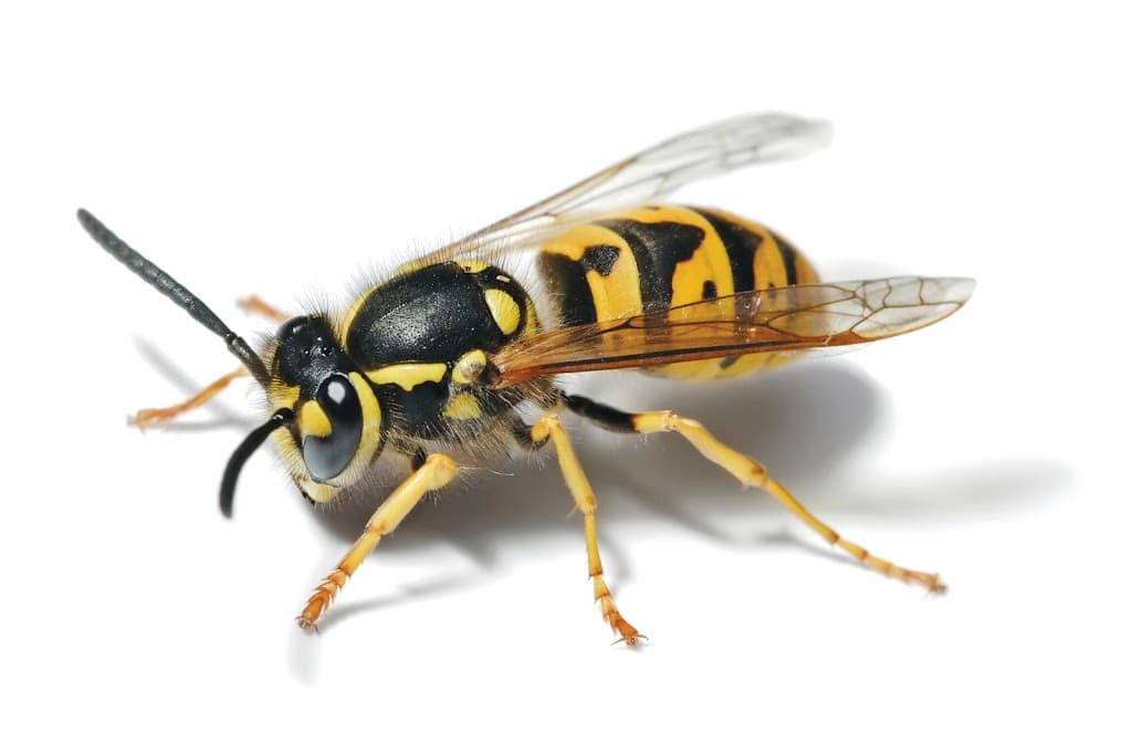 BANBURY PEST CONTROL
